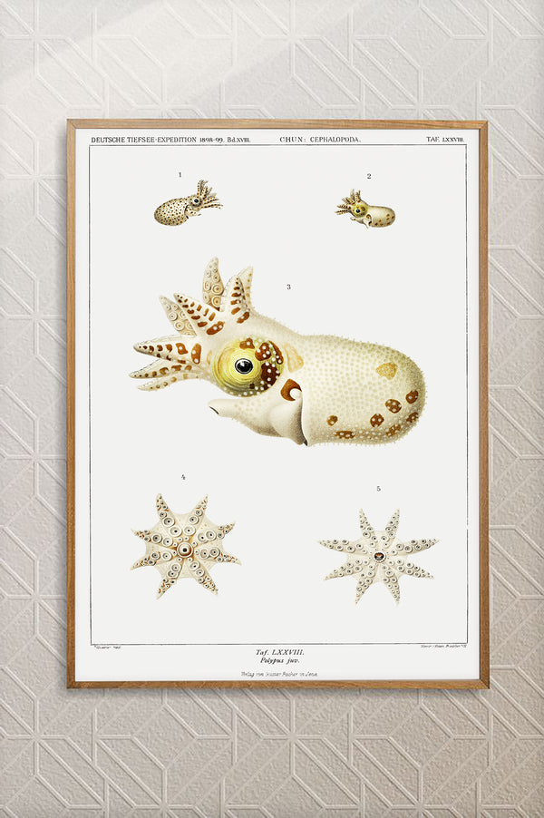 Vintage Wall Art - Marine Life Varieties Scientific Illustration